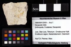 Foto (Objket + Etiketten) von Decapoda indet. 